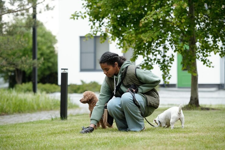 imgi_20_two-pets-dog-sitter-green-lawn_274679-50896